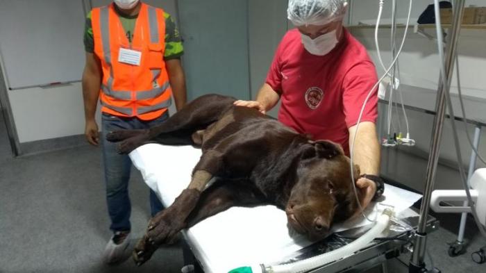 Cão Iron tem pata perfurada durante missão em Brumadinho e voltará para SC 