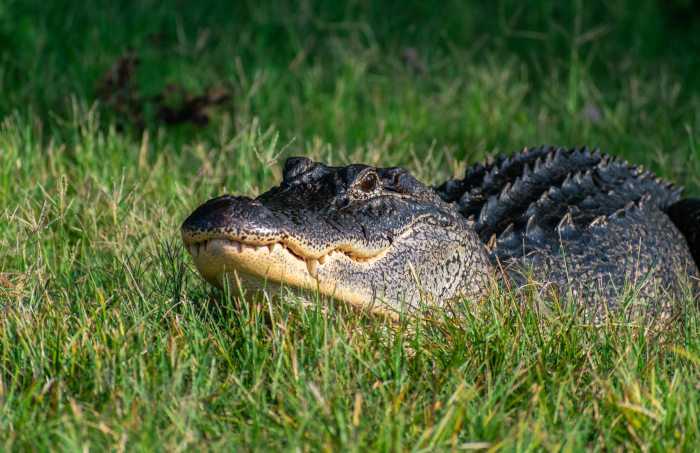 Invasão de jacaré em residência