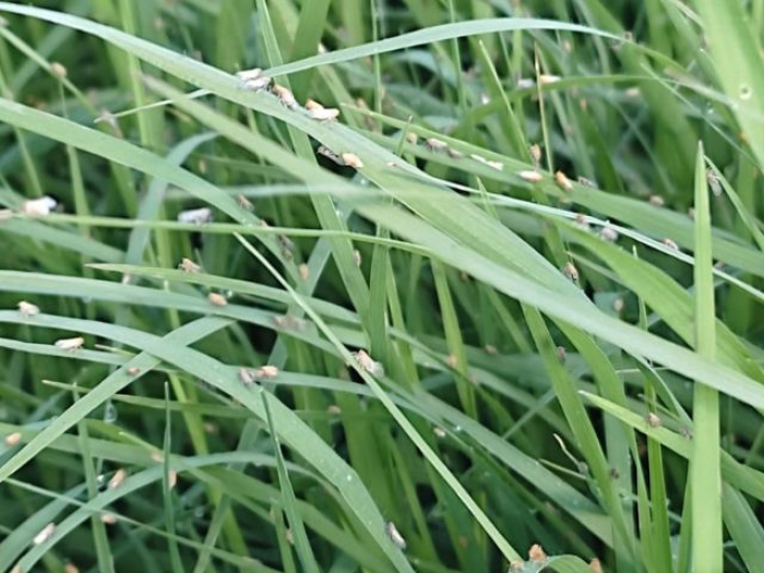 Pesquisadores identificam nova praga de pastagens em Santa Catarina