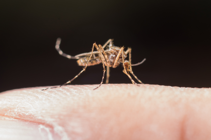 Vigilância Sanitária de Timbó alerta para casos de dengue no município