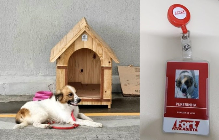 Cães abandonados nas lojas são adotados por grupo supermercadista