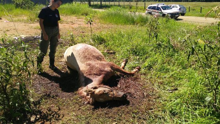 Cavalo é morto a facadas após desentendimento entre vizinhos