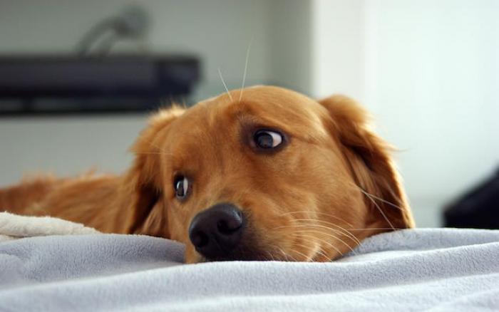 Juíza da Vara da Família autoriza visitas e manda pagar ‘pensão’ a cão após divórcio
