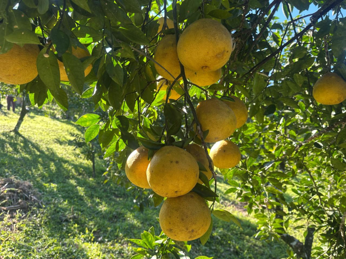 Timbó reforça compromisso com alimentação escolar saudável e produção orgânica