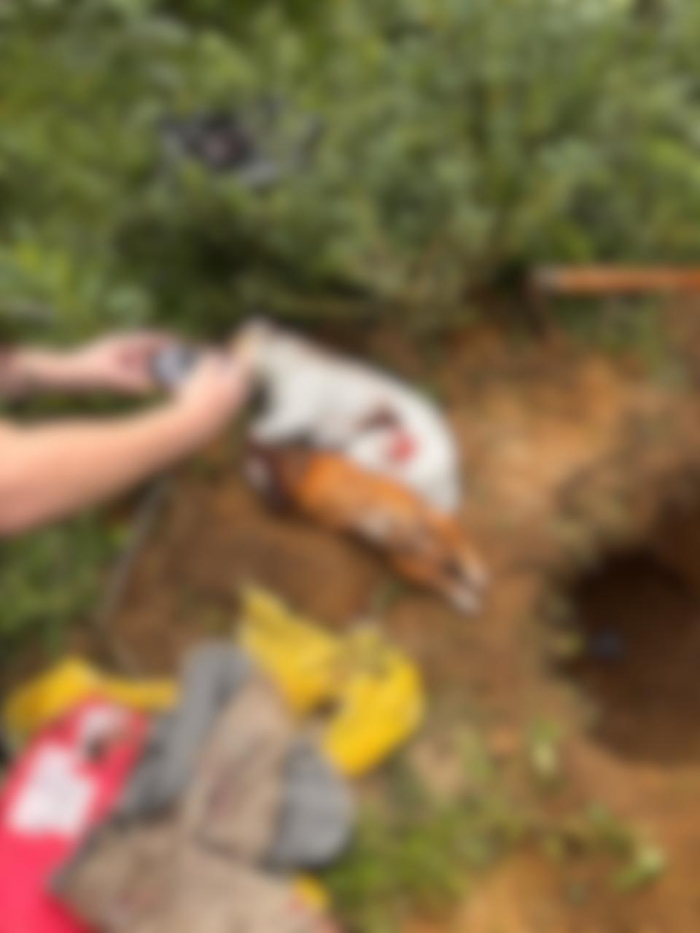 Diretoria de Bem-Estar Animal atua em ocorrência de maus-tratos e enterro irregular de cães em Timbó