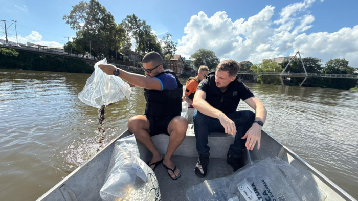 Prefeitura de Timbó realiza soltura de 30 mil peixes para repovoamento do Rio Benedito