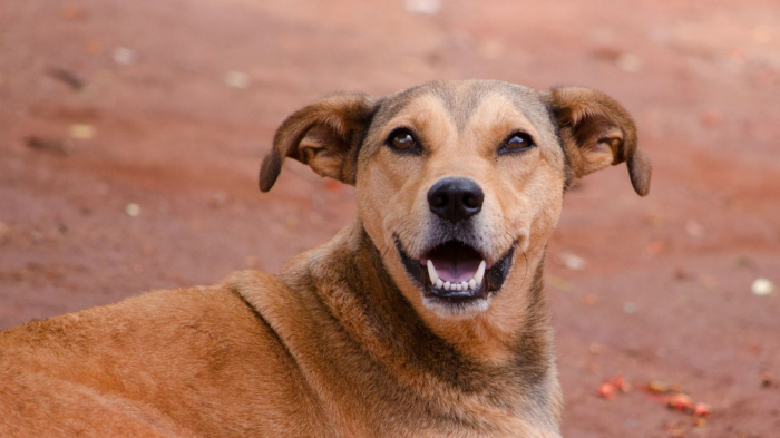Inscrições para o programa “Pet Levado a Sério” já iniciaram em Timbó
