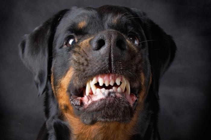 SC tem primeiro caso de morte por raiva humana em 38 anos; Sul do Estado entra em alerta