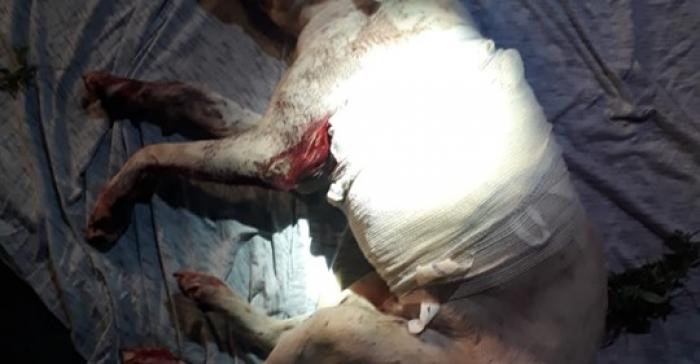 Cachorro é socorrido pelo Corpo de Bombeiros após ser atropelado
