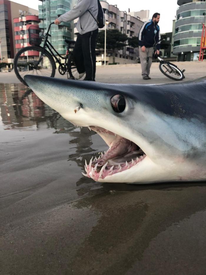 Tubarão é encontrado morto na praia, em Itapema