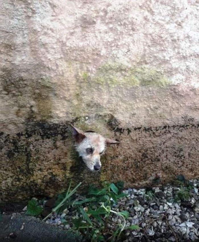 Cachorro é resgatado após ficar com a cabeça presa em buraco de muro