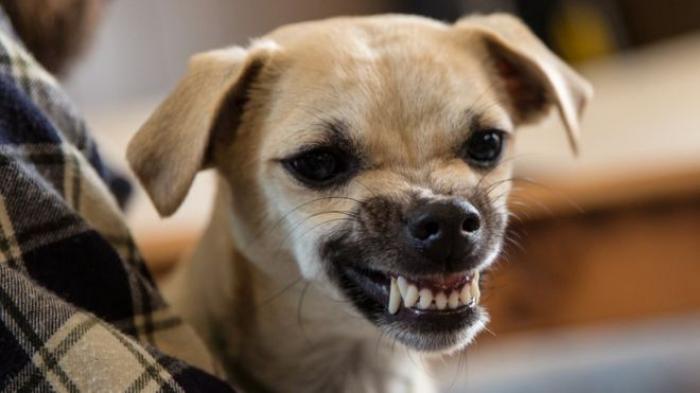 Estresse de humanos contagia cães, afirma estudo