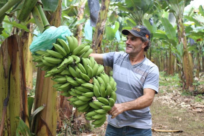 Zito Bona e suas 200 toneladas de banana