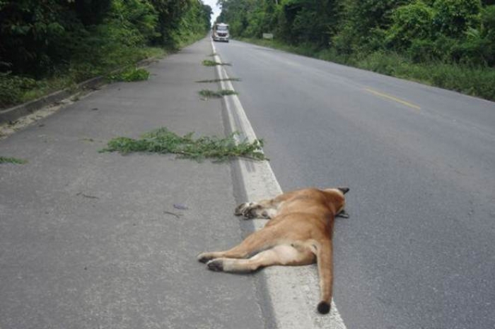 Atenção: perigo na estrada!