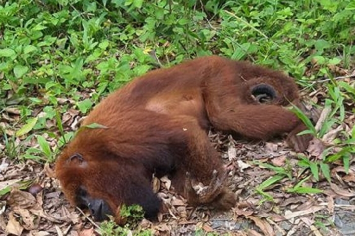 Indaial confirma a morte de macaco por febre amarela