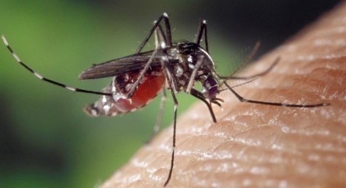 Timbó tem 152 armadilhas de dengue espalhadas na cidade