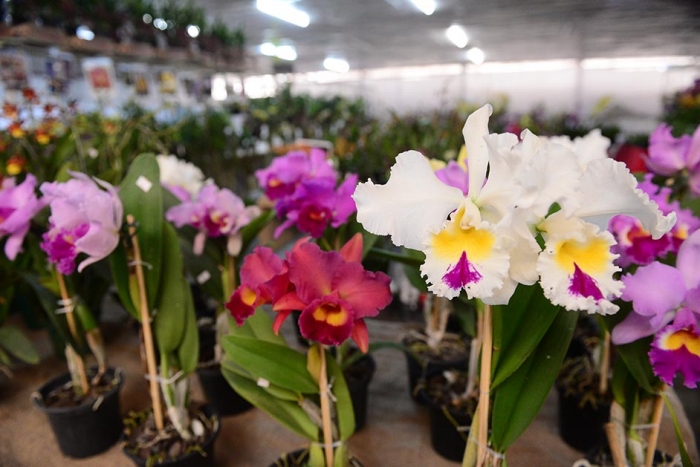 Vem aí 31ª Exposição de Orquídeas