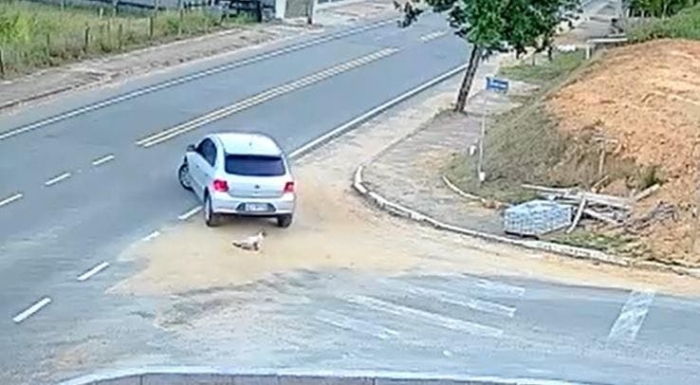 VÍDEO: Motorista é flagrado abandonando gato no meio da rua em Indaial 