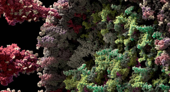 Vídeo e fotos mostram versão mais detalhada do novo coronavírus