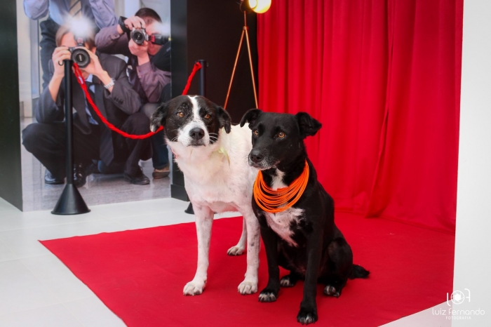 Cães resgatados viram modelos para campanha de estímulo à adoção