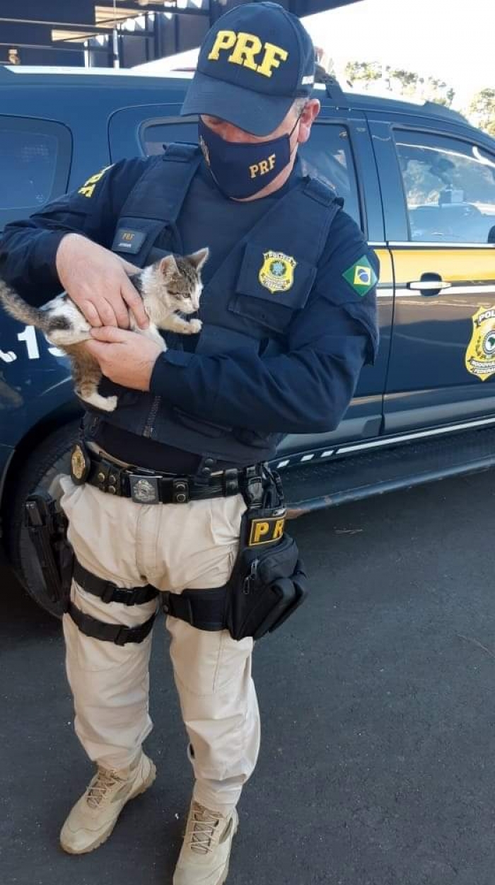 Policiais flagram filhote de gato sendo arremessado para fora de carro