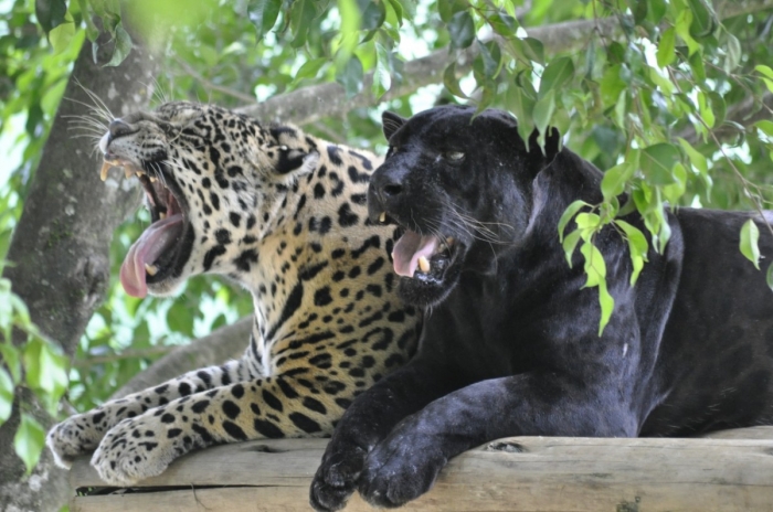 Saiba como será reabertura do zoológico de Pomerode