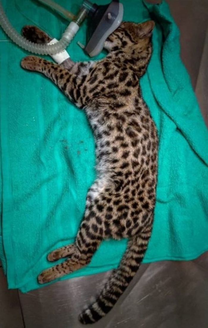 Gato do mato atropelado é resgatado e levado para clínica veterinária em São Bento do Sul