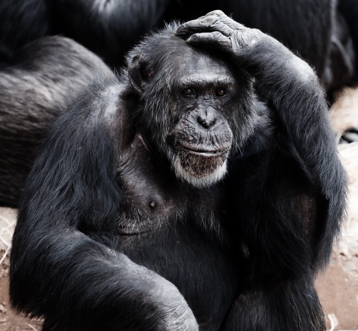 No dia 14 de julho, celebra-se o Dia Mundial do Chimpanzé