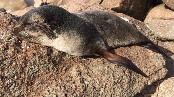 Lobo-marinho é visto na Praia dos Ingleses, em Florianópolis