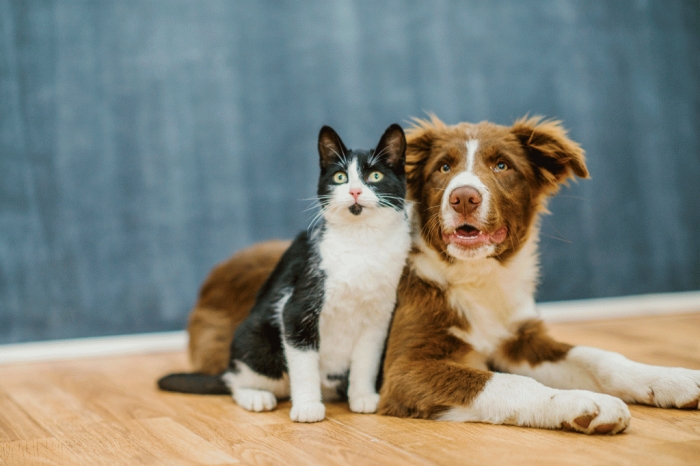 Câmara de Indaial aprova projeto que proíbe maus-tratos contra cães e gatos