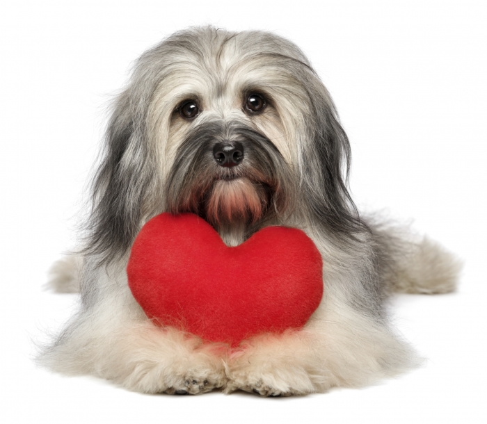Problemas cardíacos em cães
