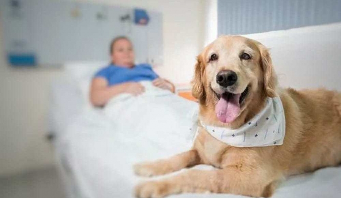 Sancionada em SC lei que que autoriza visita de animais domésticos a pacientes internados em hospitais