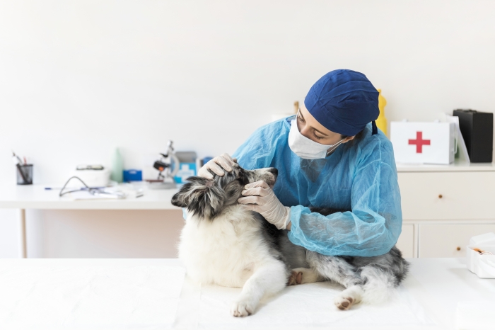 O médico-veterinário é profissional de Saúde Pública