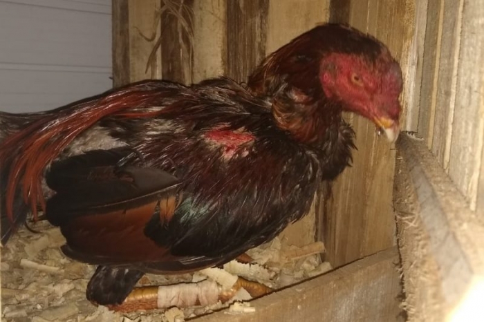 Polícia encerra rinha de galos em Pomerode