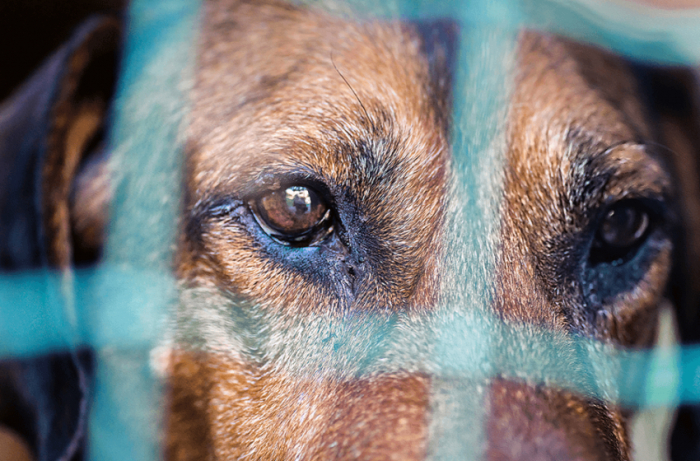 Sancionada a Lei que aumenta pena para quem maltratar cães e gatos