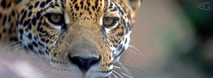 Onça-pintada ferida pelo fogo é reintroduzida na natureza no Pantanal