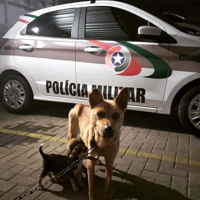Cães que sofriam maus-tratos são resgatados pela PM em Indaial