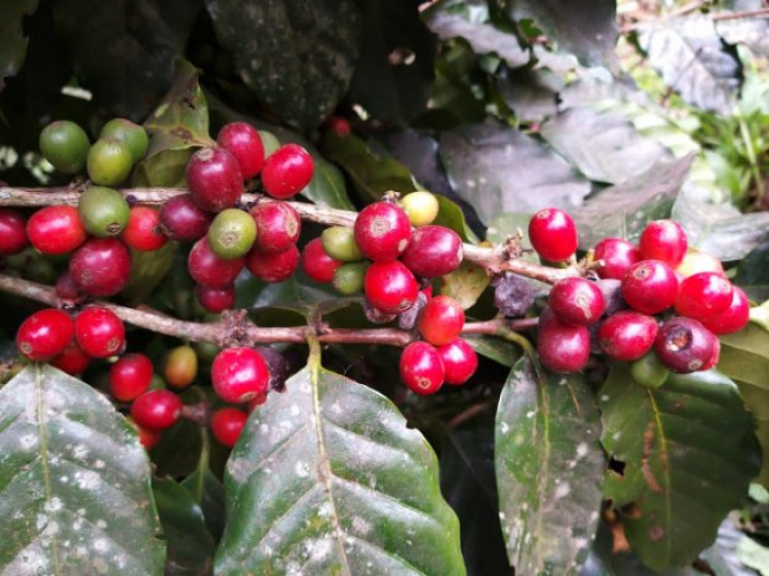 Pesquisa revela potencial catarinense para produzir café especial
