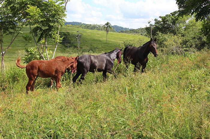 Polícia Militar inicia criação de cavalos em Indaial