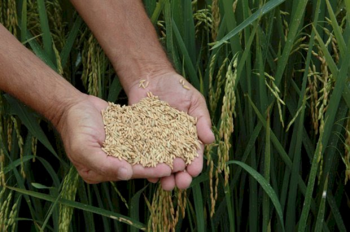 Lei que cria o Programa Jovem Agricultor(a) é sancionada