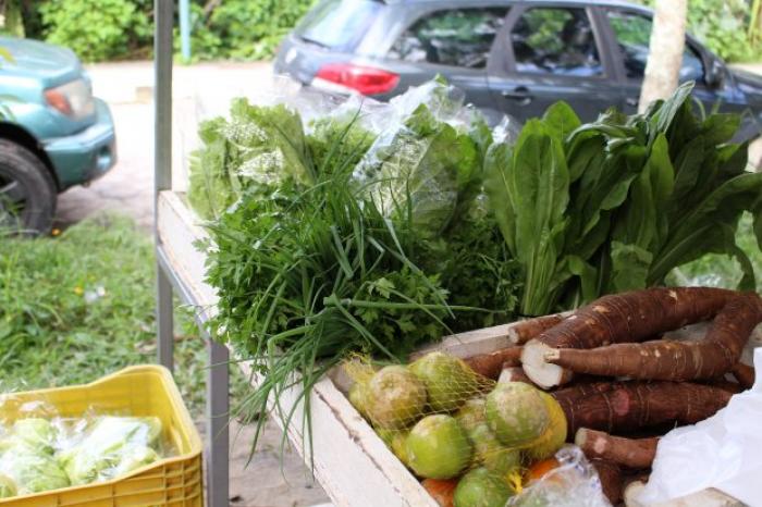 Agricultura incentiva investimentos na produção de orgânicos