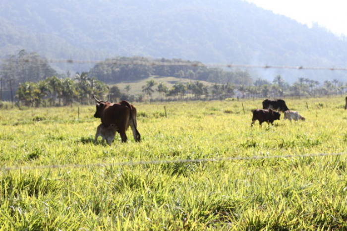 Agricultura em Timbó é marcada por incentivos municipais