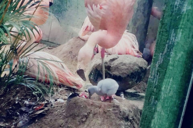 O trio de flamingos Peninha, Atacama e Amora nasceram no Zoo no último mês de janeiro (Foto: Divulgação/Zoo Pomerode)