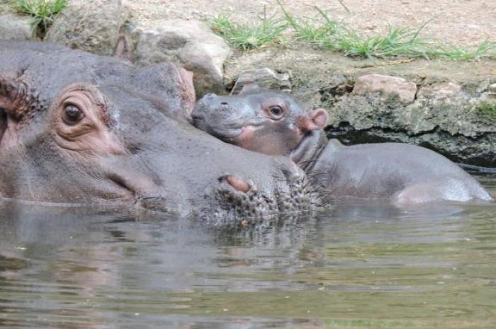 Novo integrante no Zoo Pomerode