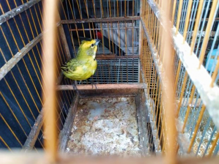 IMA realiza operação e resgata aves ameaçadas de extinção em Rodeio