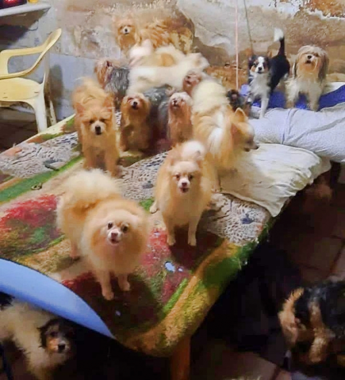 Polícia Militar fecha cativeiro de cães em situação de maus-tratos em SC