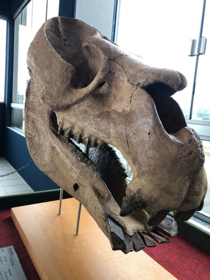 Museu Oceanográfico Univali recebe exposição Gigantes do Passado