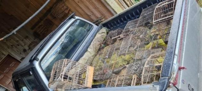 PM realiza apreensão de pássaros em Rio dos Cedros