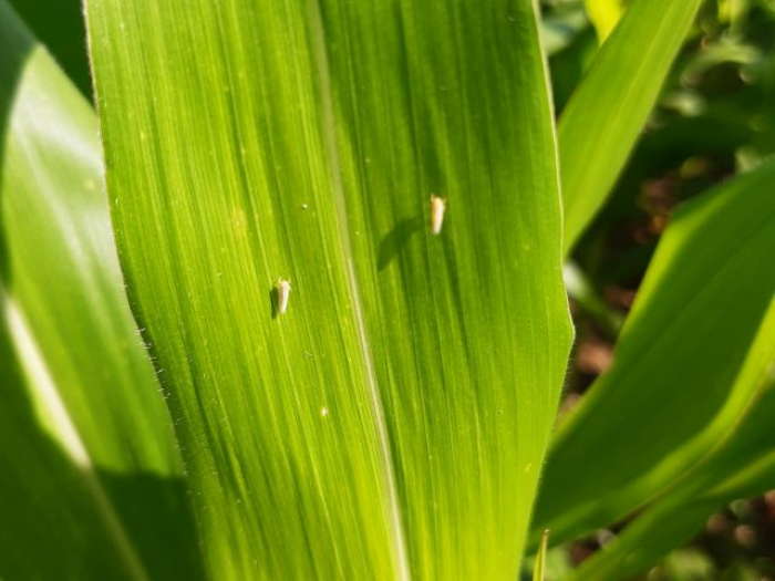 Lei aprovada na Alesc garante empréstimo a agricultores atingidos por praga