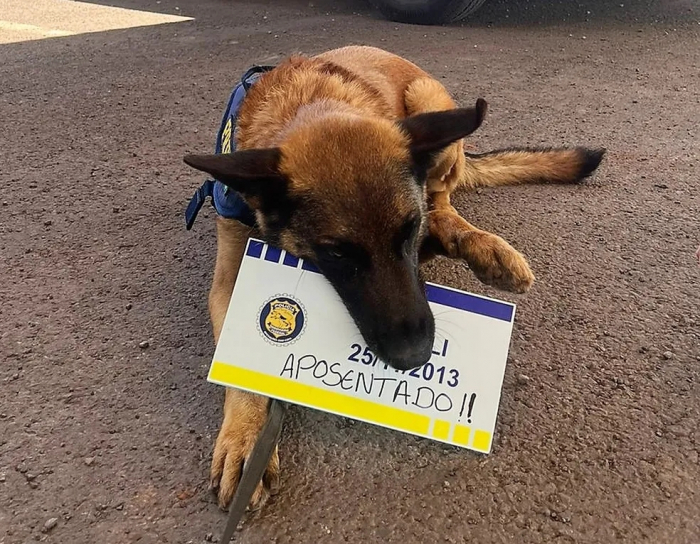 Cão farejador se 'aposenta' da PRF e ganha festa com bolo de ração e banho de rio